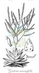 Gasteria acinacifolia