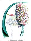 Aloidendron barberae