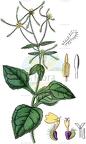 Sigesbeckia serrata