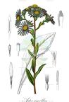 Aster amellus