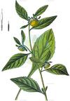 Carpesium cernuum