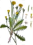 Chondrilla juncea
