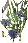 Cichorium intybus