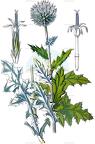 Echinops sphaerocephalus