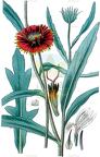 Gaillardia pulchella