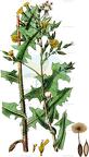 Lactuca serriola