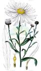 Leucanthemella serotina