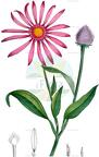 Echinacea purpurea