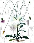Mantisalca delestrii
