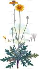 Hymenonema graecum