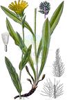 Hieracium villosum