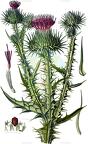 Onopordum acanthium