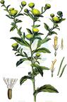 Pulicaria vulgaris