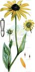 Rudbeckia hirta