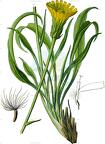 Takhtajaniantha austriaca