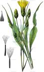 Pseudopodospermum hispanicum