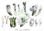 Silphium perfoliatum
