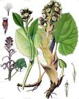 Petasites paradoxus