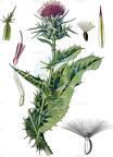 Silybum marianum