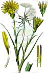 Tragopogon pratensis