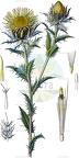 Carlina vulgaris
