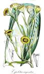 Espeletia argentea