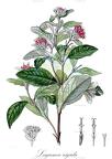 Lagascea rigida
