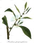 Struchium sparganophorum