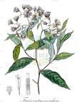 Trixis antimenorrhoea