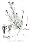 Vernoniastrum latifolium