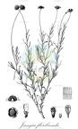 Jungia floribunda