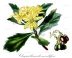 Chrysanthemoides monilifera