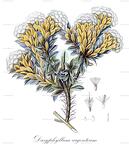 Dasyphyllum argenteum