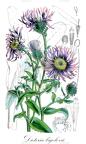 Dieteria bigelovii