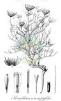 Perralderia coronopifolia