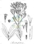 Acourtia fruticosa