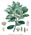 Laurelia novae-zelandiae