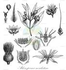 Atherosperma moschatum