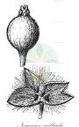 Nemuaron vieillardii