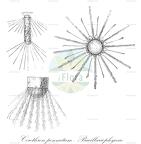 Corethron pennatum - Bacillariophyceae