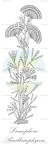 Licmophora - Bacillariophyceae