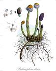 Balanophora dioica