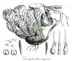 Dactylanthus taylorii