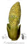 Ombrophytum peruvianum