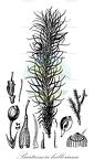 Bartramia halleriana