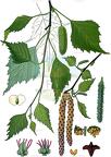 Betula pendula