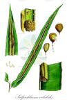 Salpichlaena volubilis