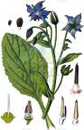 Borago officinalis
