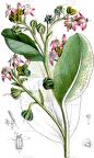 Caccinia macranthera