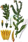 Cerinthe glabra